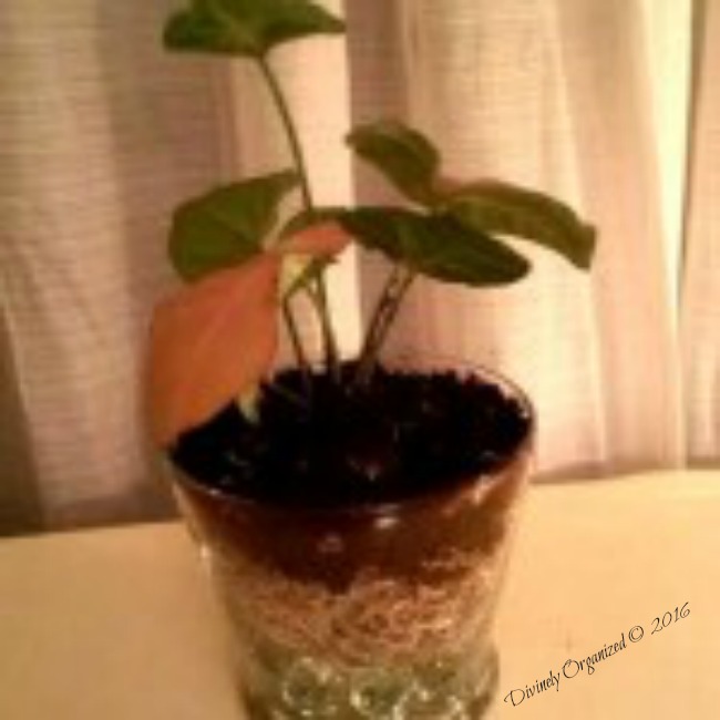 How To Repurpose Thrift Store Glass Containers into Planters
