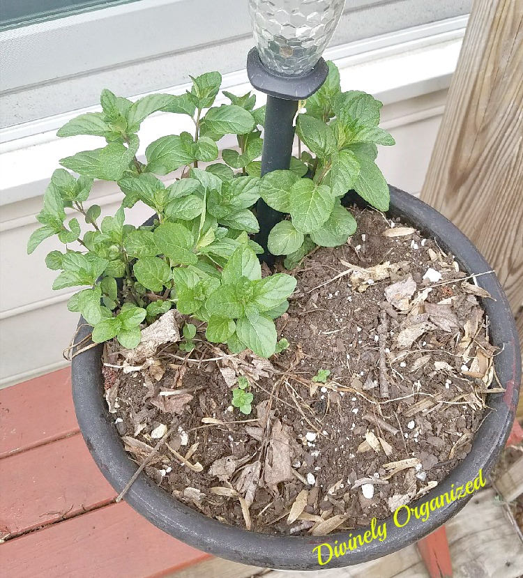 Clearissa Coward's Command Center