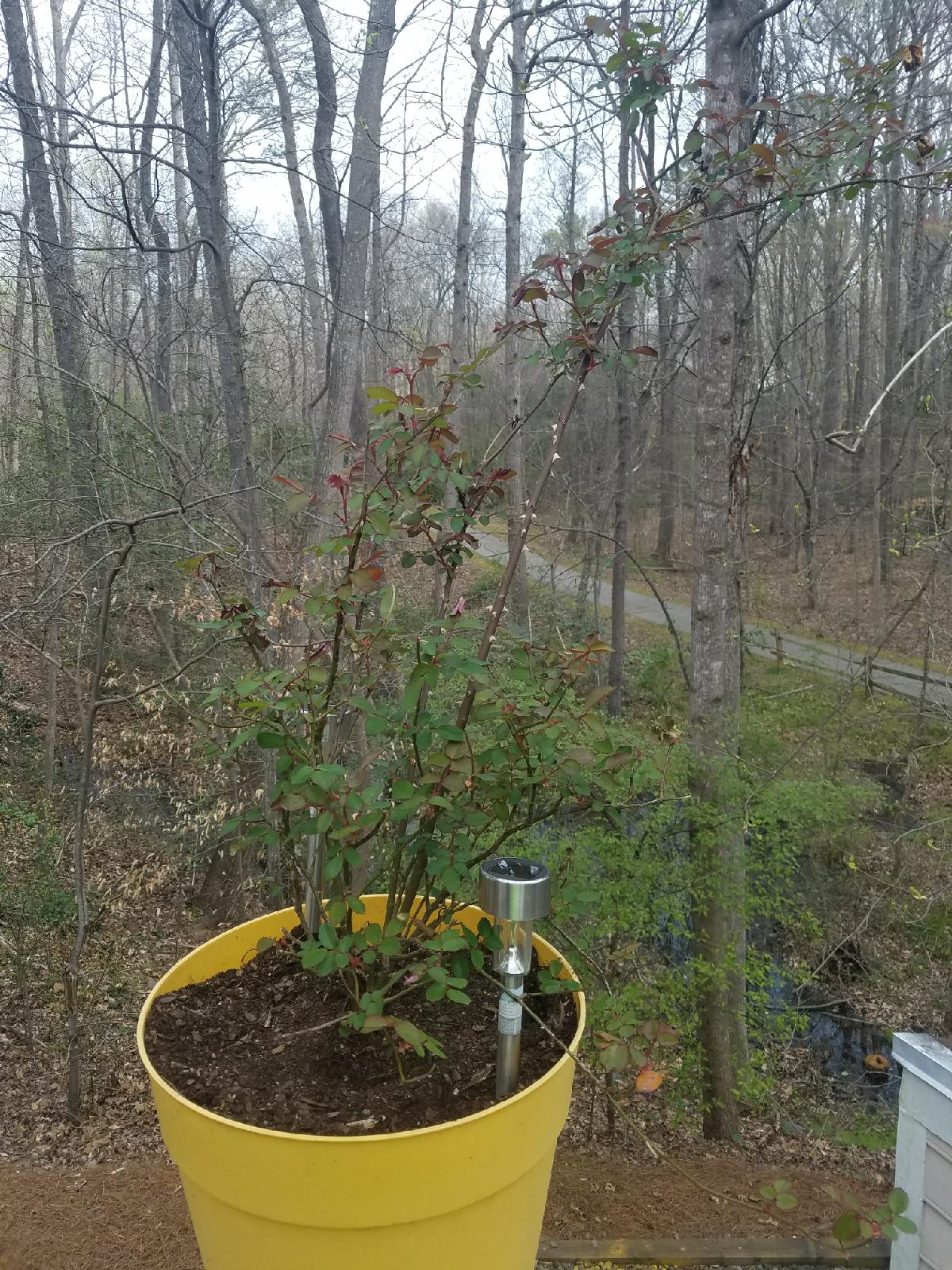 Clearissa Coward's Command Center