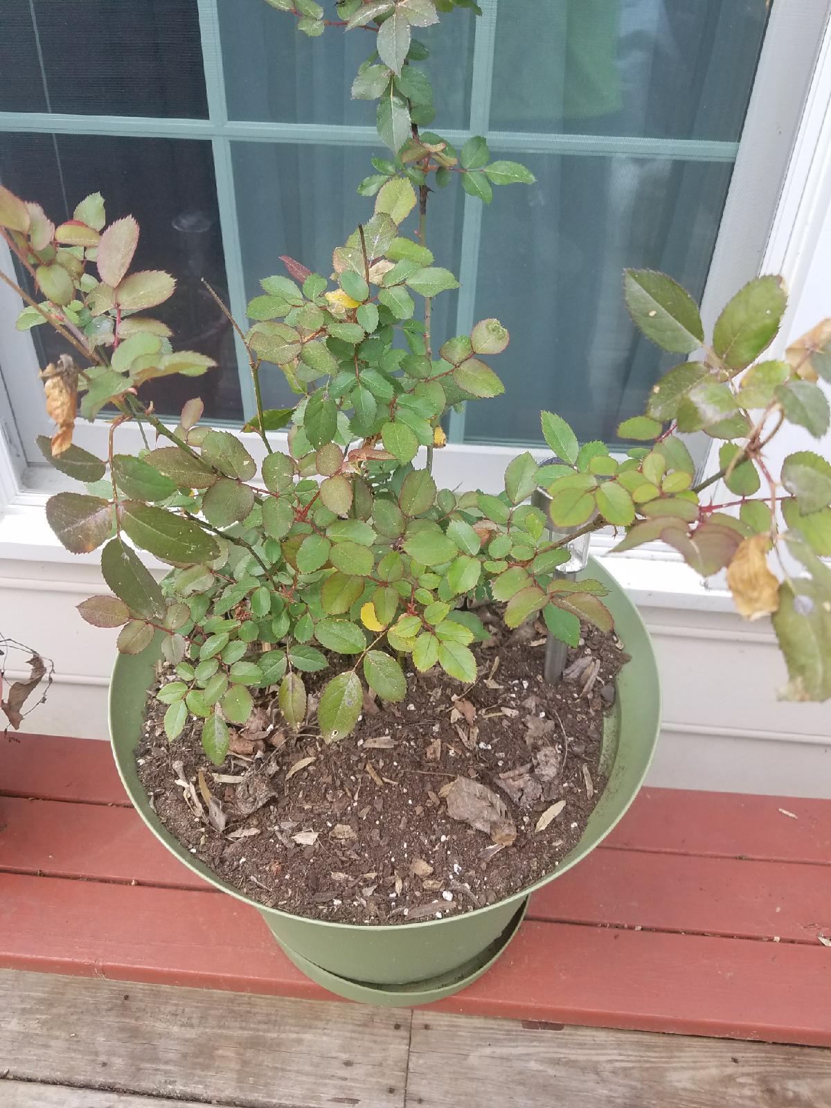 Clearissa Coward's Command Center