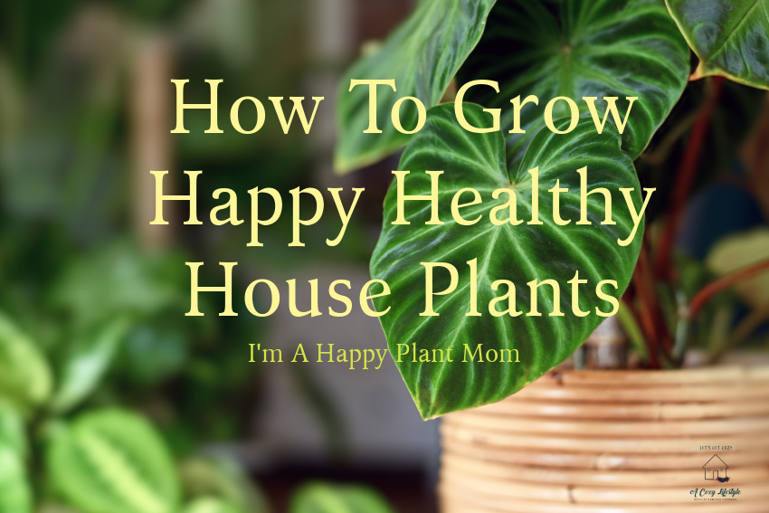 How To Grow Happy Healthy House Plants